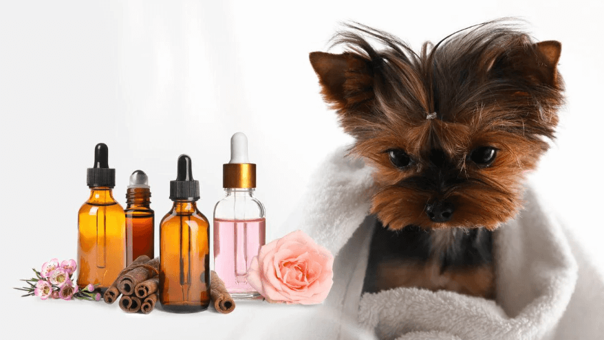 How to Safely Introduce Vanilla into Your Dog's Diet