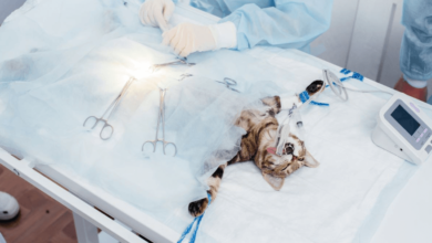 Benefits of Subureteral Bypass Cat Surgery Over Traditional Ureteral Surgery