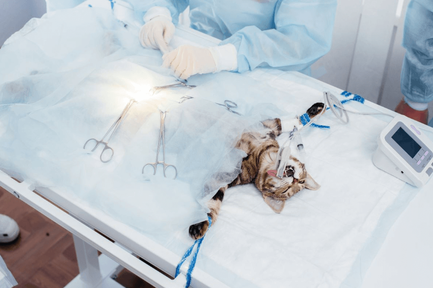 Benefits of Subureteral Bypass Cat Surgery Over Traditional Ureteral Surgery