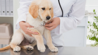 Integrating Holistic Approaches for Feline Wellness