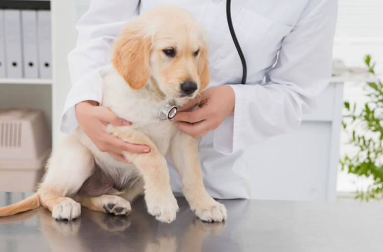 Integrating Holistic Approaches for Feline Wellness