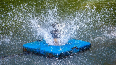 How to Choose the Best Floating Pond Fountains for Your Backyard Oasis