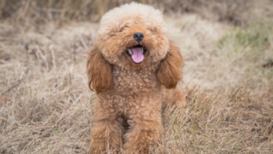 A Curly Companion: Discovering Poodle Puppies for Sale
