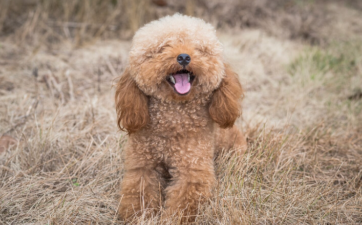 A Curly Companion: Discovering Poodle Puppies for Sale