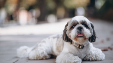 Shih Tzu Puppies for Sale and the Joy of Simpler Companionship