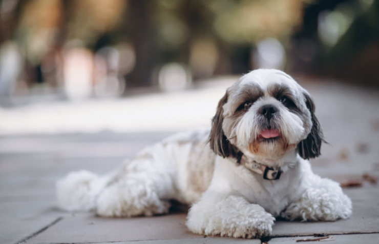 Shih Tzu Puppies for Sale and the Joy of Simpler Companionship