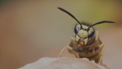 Wasp Exterminator Chelmsford