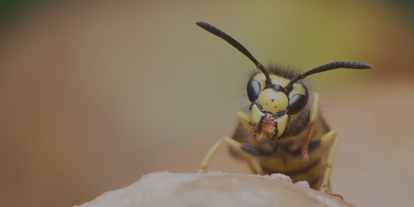 Wasp Exterminator Chelmsford
