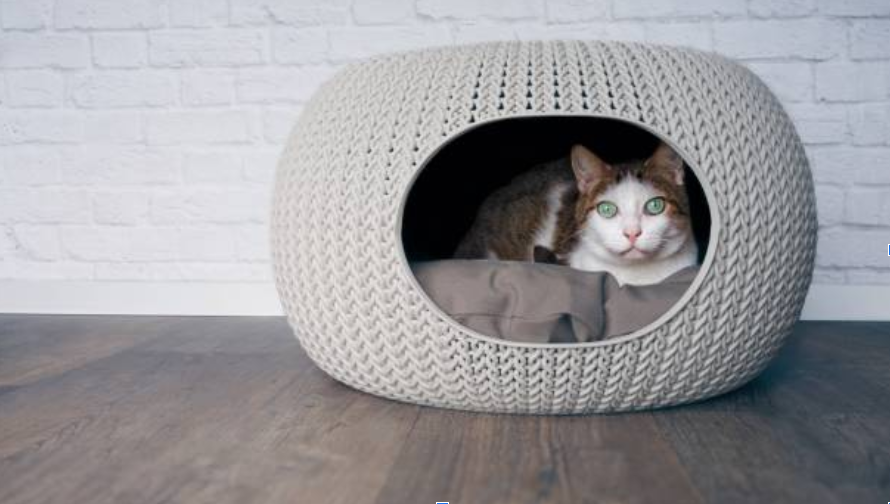 Create a Cozy Haven with Nest Pet Beds