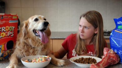 How to Choose the Right Diet for Your Dog or Cat