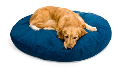 Waterproof Dog Bed Cover: Protect Your Pup’s Bed and Keep It Clean 