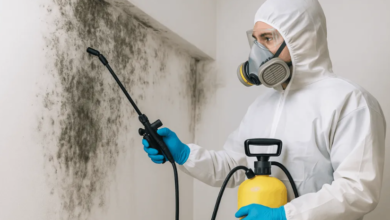 Eco-Friendly Mold Removal Services in Ottawa