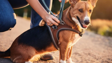 How A Dog Harness And Leash Set Can Help Stimulate Your Dog’s Senses During Walks