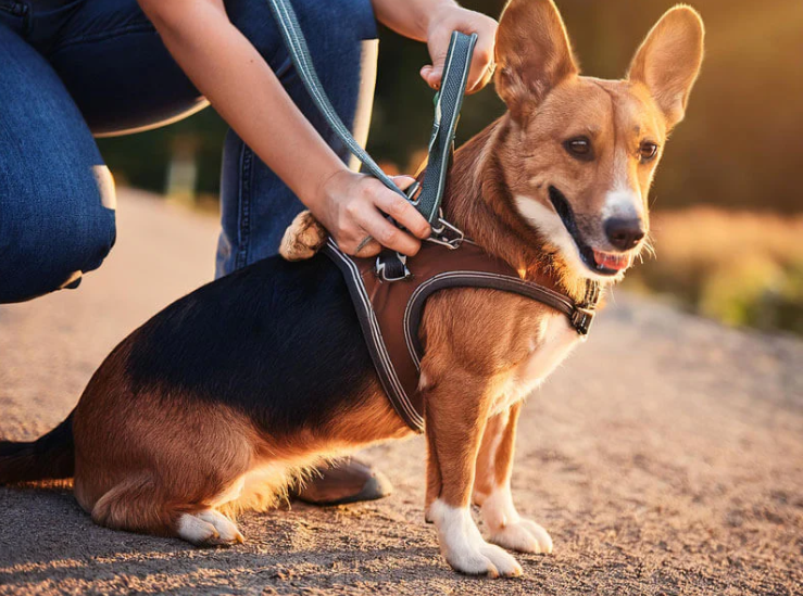 How A Dog Harness And Leash Set Can Help Stimulate Your Dog’s Senses During Walks