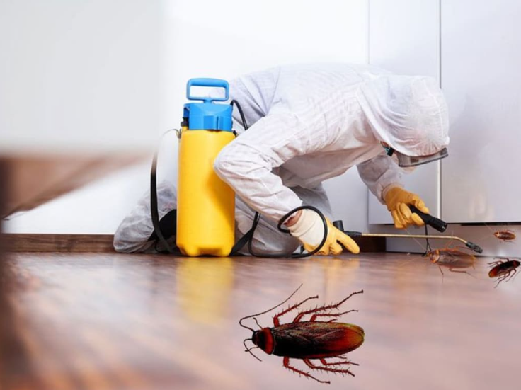 Real Reason Cockroach Pest Control Is the Quiet Hero of Every Home