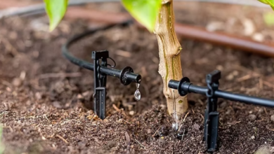 Understanding the Difference Between Drip Systems