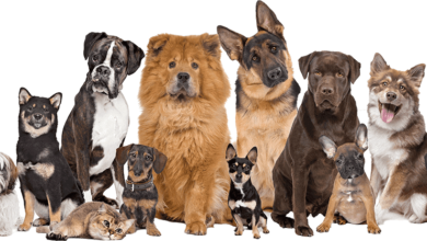 Fresh Perspectives on Growth Through a Pet Supply Franchise