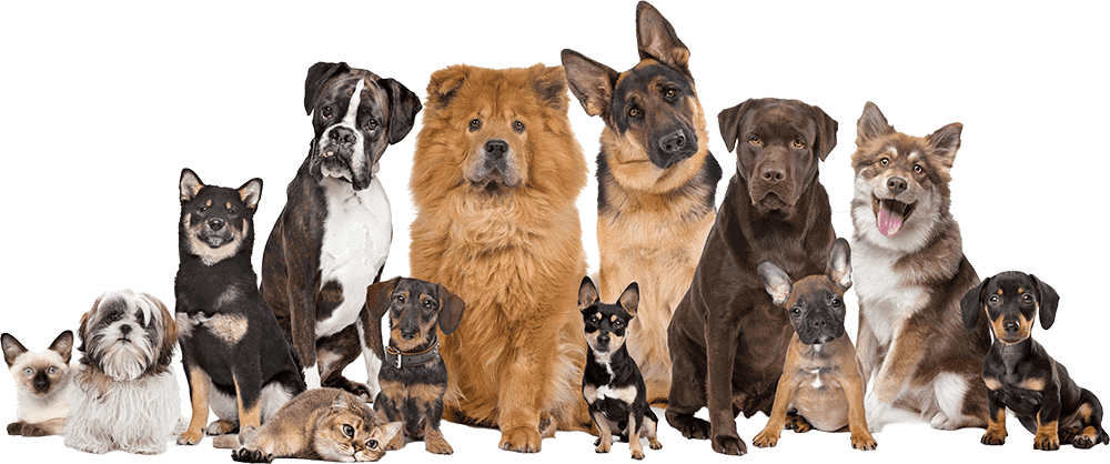 Fresh Perspectives on Growth Through a Pet Supply Franchise