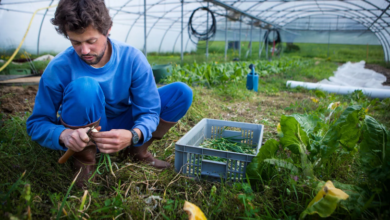 Sustainable Methods for Effective Crop Cultivation