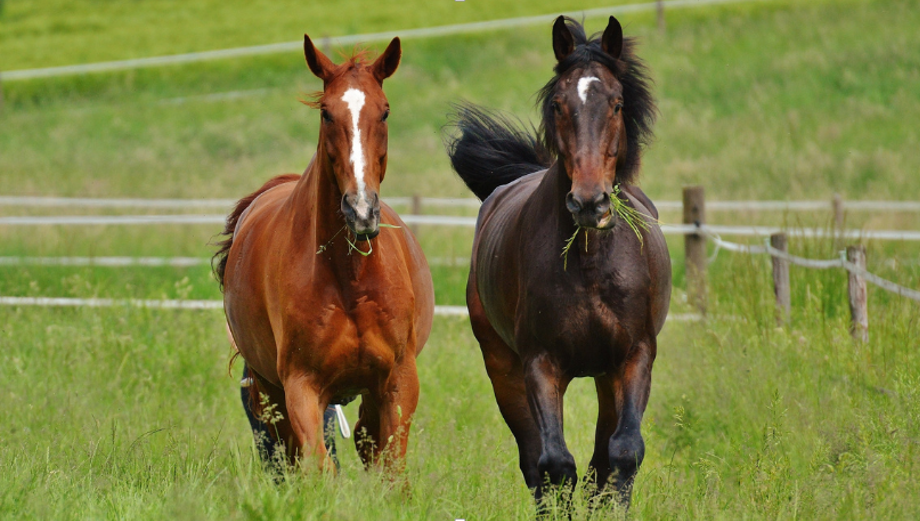 Common Mistakes Horse Owners Make When Choosing Supplements