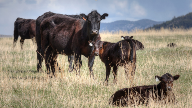 Common Factors That Affect Cattle Mobility and How Supplements Fit Into Management