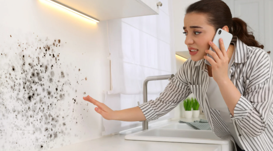 How Experts Eliminate Mold Safely and Effectively