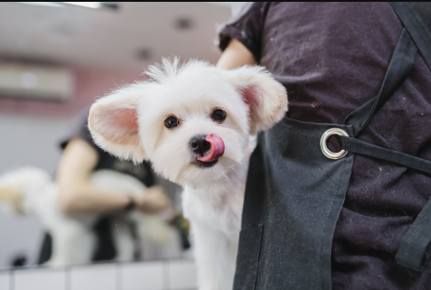 Puppy’s First Groom: How to Make It a Positive Experience