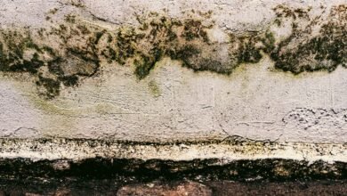 6 Reasons Mould Keeps Coming Back After Cleaning