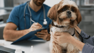 Probiotics for Dogs After Antibiotics: A Complete Recovery Guide