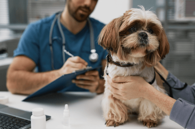 Probiotics for Dogs After Antibiotics: A Complete Recovery Guide