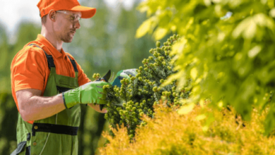 Weed and Feed: Smart Timing and Safe Use for a Healthier Lawn