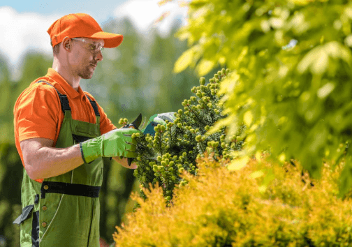 Weed and Feed: Smart Timing and Safe Use for a Healthier Lawn