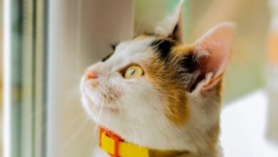Reliable Cat Tracking: GPS Solutions for Peace of Mind