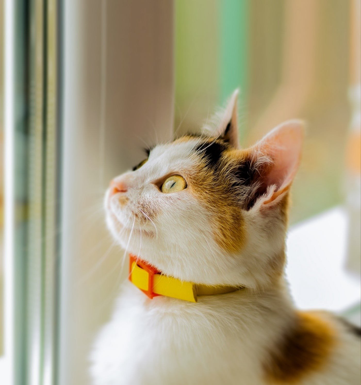 Reliable Cat Tracking: GPS Solutions for Peace of Mind