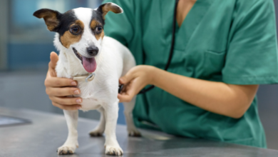 Dog Digestive Health: Treating Giardia and Protozoal Infections Effectively