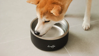 Keep Your Dog Comfortable in Every Season With Smarter Hydration Habits
