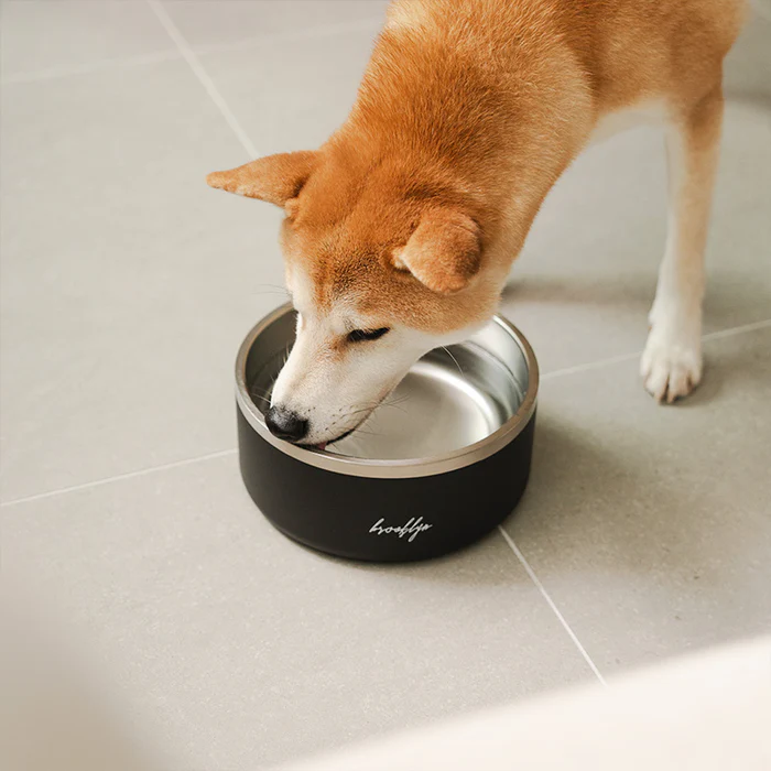 Keep Your Dog Comfortable in Every Season With Smarter Hydration Habits