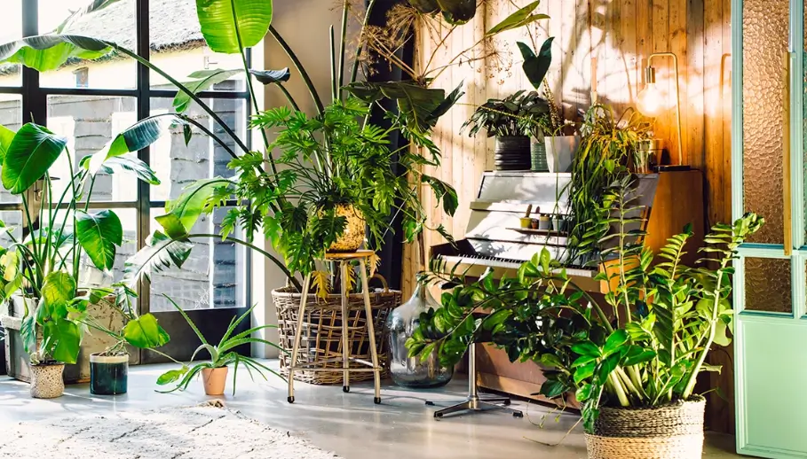 Indoor Plant Bundles: How to Build a Cohesive Houseplant Collection